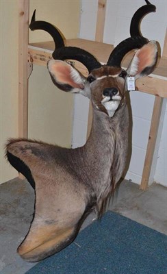 Lot 604 - Greater Kudu (Tragelaphus strepsiceros), circa 2005, shoulder mount, shaped at the back, side hung