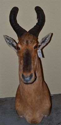 Lot 606 - Hartebeest (Alcelaphus buselaphus), by Black Bear Taxidermy, Kimberley, RSA, No.3013, circa...