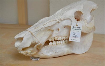 Lot 607 - Warthog (Phacochoerus africanus), circa 2005, skull, 37cm long