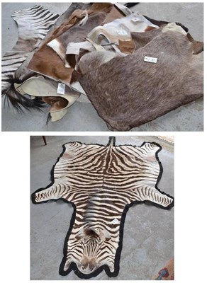 Lot 609 - Burchell's Zebra (Equus quagga burchellii), circa 2000, skin rug, backed onto black felt, 245cm...