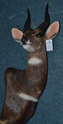 Lot 610 - Sitatunga (Tragelaphus spekeii), circa 2004, off-set shoulder mount, turning to the right,...