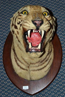 Lot 611 - Bengal Tiger (Panthera tigris tigris), Theobald Bros, Taxidermists, Mysore, S.India, late 19th...