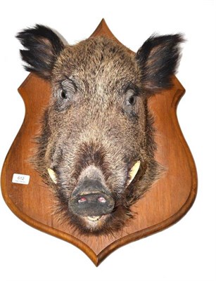 Lot 612 - Wild Boar (Sus scrofa), head mount, on oak plaque, on wooden shield, 39cm from the wall