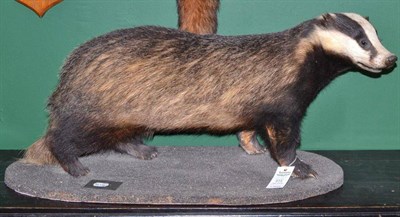 Lot 614 - Badger (Meles meles), by Jonathan Standing, Taxidermist, Cumbria, No.R1075, 25th October 1992, full