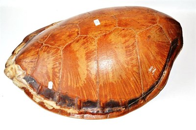 Lot 616 - Green Turtle (Chelonia mydas), circa 1920, shell, the backbone removed, 88cm long  Registered...