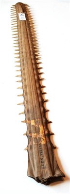 Lot 618 - Sawfish (Family: Pristidae), inscribed Aden Feb 1916, rostrum, 32 teeth one side, 33 the other,...