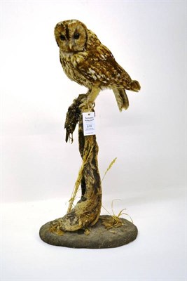 Lot 619 - Tawny Owl (Strix aluco), R Paylor, Taxidermist, circa 1991, full mount, perched with starling...