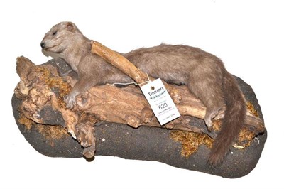 Lot 620 - Mink (Mustela), by R Paylor, Taxidermist, modern, full mount, resting on a weathered and moss...