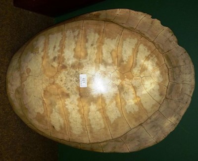 Lot 621 - Loggerhead Turtle (caretta caretta), 18th/19th century, shell  Registered with Natural England,...