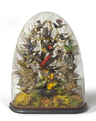 Lot 2 - A Taxidermy Display of Exotic Birds, circa 1880, approximately nineteen specimens...