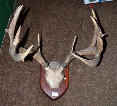 Lot 5 - White Tailed Deer (Odocoileus virginianus), antlers on frontlet, 8+7, 58.5cm long