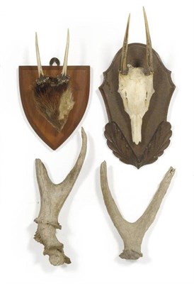 Lot 6 - Red Brocket Deer (Mazama americana), antlers on frontlet, 9cm and 9.5cm long, tip to tip 5.7cm;...