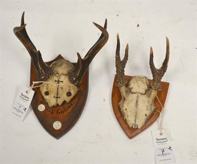 Lot 7 - White Tailed Deer (Odocoileus virginianus), British Guiana, antlers on frontlet, 3+3, 20.5cm,...