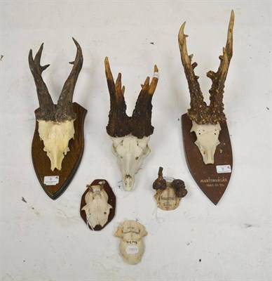 Lot 8 - Roe Deer (Capreolus capreolus), Gaisgehorn Gerlos 1907, deformed, antlers on frontlet, 5cm;...