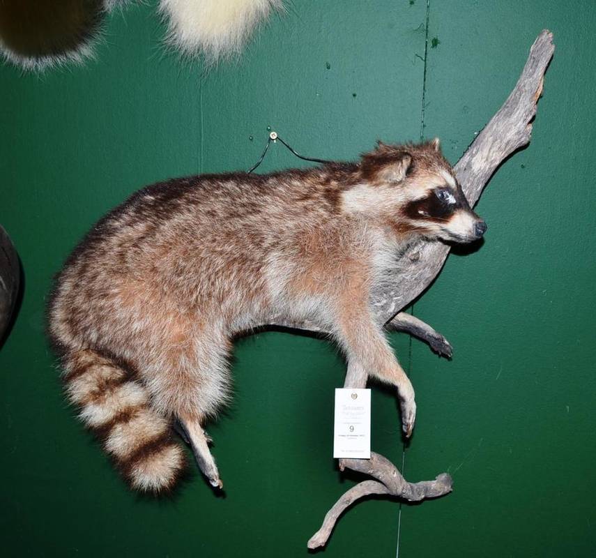 Lot 9 - Northern Racoon (Procyon lotor), late 20th