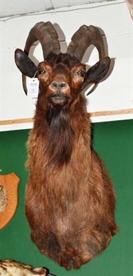 Lot 10 - Feral Goat (Capra hircus), late 20th century, shoulder mount, taxidermied by Woodbury...