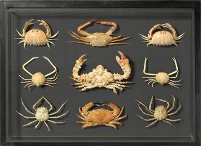 Lot 11 - A Collection of Nine Preserved Crabs, comprising six species, in a glazed and ebonised wall display