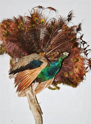 Lot 13 - Peacock (Pavo cristatus), full mount, with fanned tail and perched on a branch, 133cm high overall