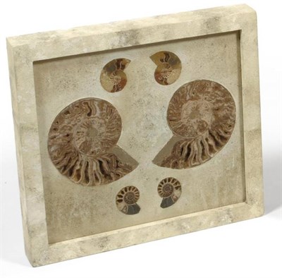 Lot 14 - Three Pairs of Split Ammonites, Madagascar, set in textured plaster, in a painted and perspex...