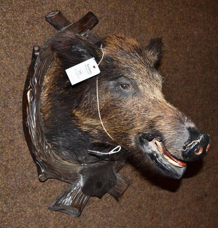 Lot 15 - Wild Boar (Sus scrofa), circa 1910, head mount, jaw agape, on wood branch effect shield, 51cm...