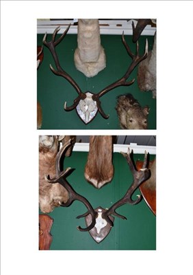 Lot 16 - Red Deer (Cervus elaphus), shot 2009, South Lakeland, 14 point antlers on cut frontlet,...