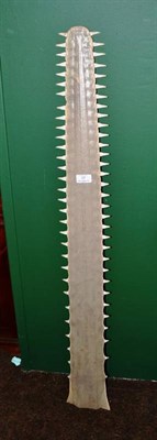 Lot 17 - Sawfish Rostrum, Persian Gulf 1962, 116cm long  With CITES A10 licence (non-transferable)