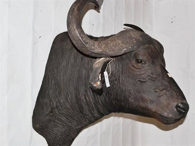 Lot 20 - Cape Buffalo (Synceros caffer caffer), shoulder mount, horns 30cm tip to tip, 84cm from the wall