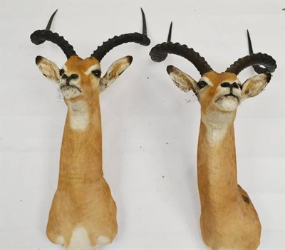 Lot 21 - Impala (Aepyceros melampus), late 20th century, shoulder mount; and Another Similar (2)