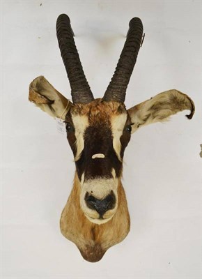 Lot 22 - Sable Antelope (Hippotragus niger), late 20th century, shoulder mount, right horn 65cm, left...