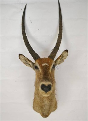 Lot 23 - Waterbuck (Kobus ellipsiprymus), late 20th century, shoulder mount, 52cm from the wall