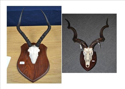 Lot 26 - Greater Kudu (Tragelaphus strepsiceros), horns on upper skull, on wood shield; and Impala...