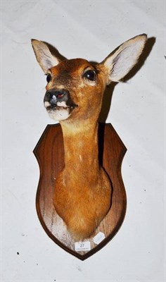 Lot 27 - Roe Deer (Capreolus capreolus), female, head mount, on shield