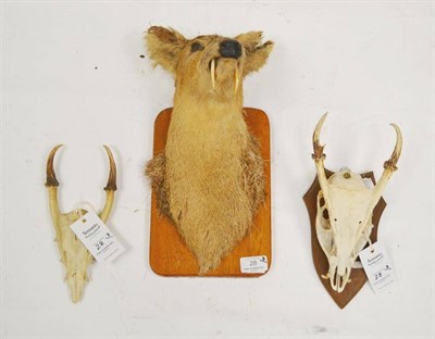 Lot 28 - Reeves Muntjac (Muntiacus reevesi), skull with antlers, 7cm long, tip to tip 9cm; Another,...