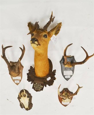 Lot 29 - Szechwan Roe Deer (Capreolus capreolus metariotes), 1981, antlers on frontlet, 24.7cm, tip to...