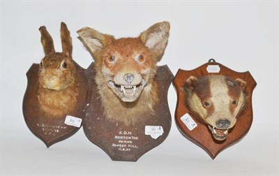 Lot 30 - Three Taxidermy Head Mounts, comprising Fox, S.D.4. Norton Top, 65 mins, Bo-Peep Hill 11.5.37,...