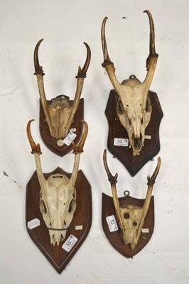 Lot 32 - Indian Muntjac (Muntiacus muntiacus), skull with antlers, 14.5cm long, tip to tip 9.5cm;...