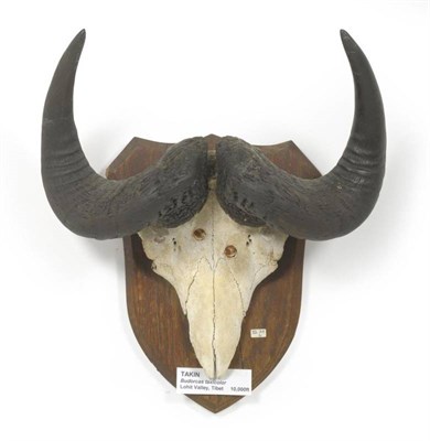 Lot 33 - Takin (Budorcas taxicolor bedfordi), Lohit Valley, Tibet, circa 1890, horns on frontlet, 52.7cm...