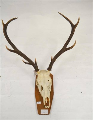 Lot 34 - Spanish Red Deer (Cervus elaphus hispanicus), Nov El Sach, skull with antlers, 71cm long, tip...