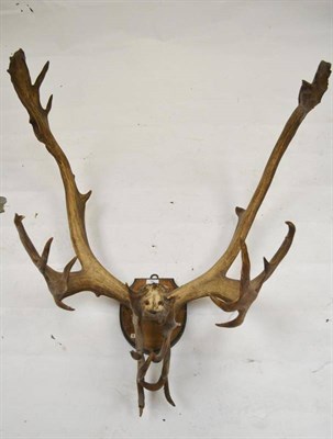 Lot 35 - Newfoundland Caribou (Rangifer tarandus groenlandicus), J G Millais, Old Stag Going Back,...