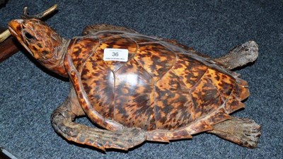 Lot 36 - Hawksbill Turtle (Eretmochelys imbricata), circa 1900, full mount, 45cm long  Registered with...