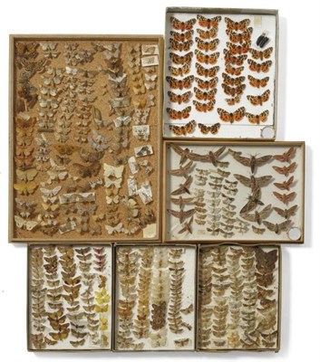 Lot 39 - Six Assorted Boxes of British Moths, including a collection of Garden Tiger moths, no data...