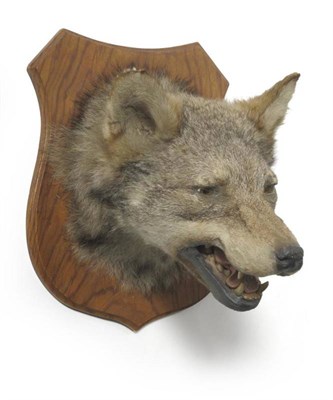 Lot 42 - Timber Wolf (Canis lupus), circa 1930, head mount, with snarling jaw, upon later wood shield,...