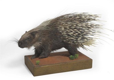 Lot 43 - African Porcupine (Atherurus africanus), modern, full mount, upon naturalistic wood edged...