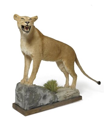 Lot 44 - African Lioness (Panthera leo), circa 2002, full mount, in standing pose with open jaw, 257cm...