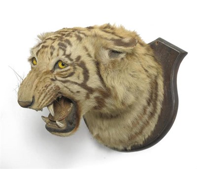 Lot 45 - Bengal Tiger (Panthera tigris), shot by David Ogilvy, Royal Engineers, India, circa 1925, head...