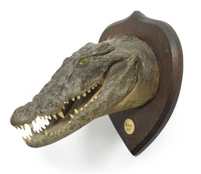 Lot 46 - Nile Crocodile (Crocodylus niloticus), Gamb 8ft, circa 1910, head mount, the jaw slightly...