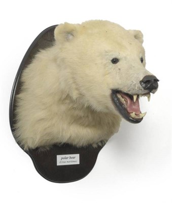 Lot 47 - Polar Bear (Ursus maritimus), Manitoba, Canada, circa 2007, mounted and preserved by Robert...