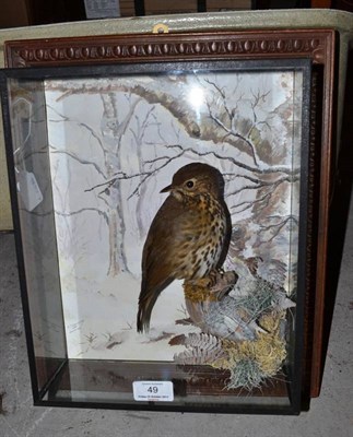 Lot 49 - Song Thrush (Turdus philomelos), full mount, by A J Armistead, Darlington, perched on a mossy...