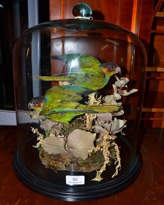 Lot 50 - Conure, circa 1900, two full mounts, naturalistically posed amongst leaves, twigs and mosses,...