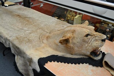 Lot 53 - Lion (Panthera leo), female, circa 1963-4, skin rug with head mount, with open jaw and snarling...